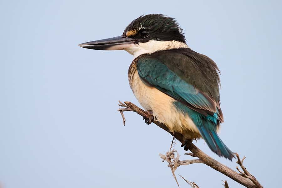 Dunedin: Otago Peninsula Clearwater Wildlife Tour - Who this tour suits best (and who should skip it)