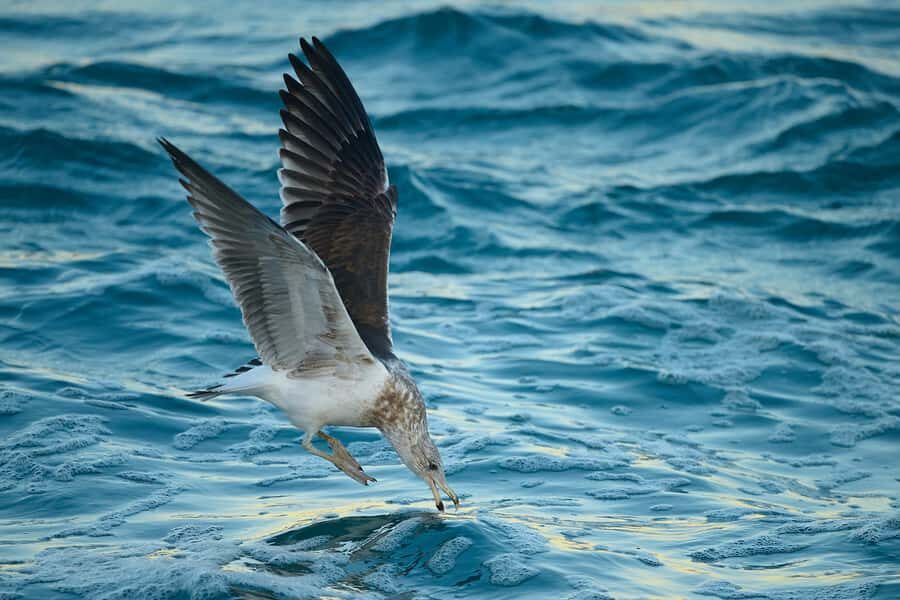 Dunedin: Otago Peninsula Clearwater Wildlife Tour - Guides you might ride with, and why their style matters