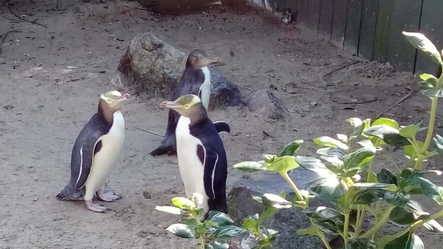 Dunedin: Otago Peninsula with Guided Penguin Reserve Tour - First Pick: Meeting Port Chalmers and Getting to Dunedin Fast