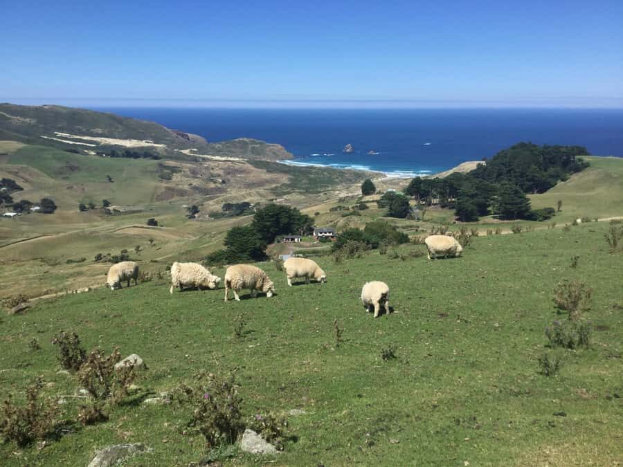 Dunedin: Otago Peninsula with Guided Penguin Reserve Tour - Dunedin’s Quick Hits: Steep Street, Lookouts, and City Orientation