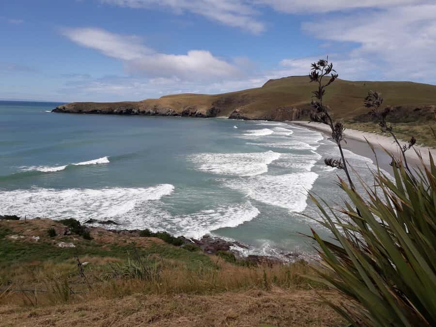 Dunedin: Otago Peninsula with Guided Penguin Reserve Tour - How the Day Holds Together: Lunch, Stops, and a Realistic Finish Time