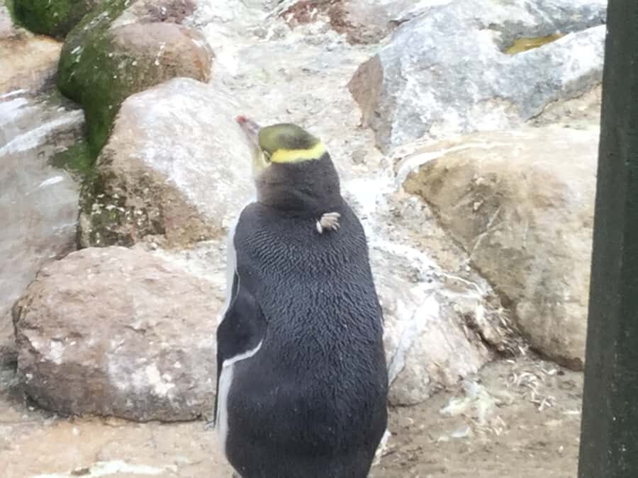 Dunedin: Otago Peninsula with Guided Penguin Reserve Tour - Price and Value: Is $191 for 6 Hours Fair?