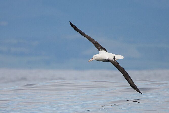 Dunedin Private Fullday Tour - A Private 8-Hour Way to See Dunedin and the Otago Peninsula