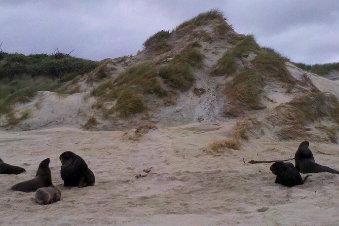 Dunedin Shore Excursion: Small-Group Tour of Dunedin and the Otago Peninsula - Key things that make this tour work