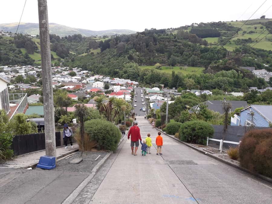 Dunedin: Small Group City Highlights Tour - Key highlights I’d prioritize