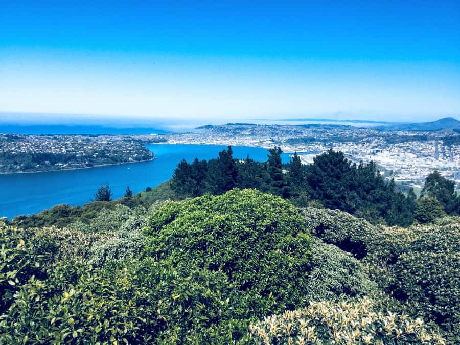 Dunedin: Small Group City Highlights Tour - The 2-hour Dunedin highlights feel, stretched across a full day