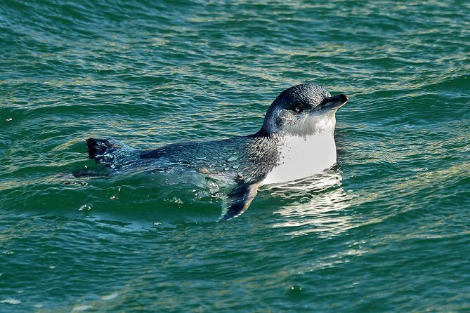 Dunedin Wildlife Cruise-Albatross, seals and harbour - Stop-by-stop: Otago Peninsula for birds, shipwreck atmosphere, and seal time