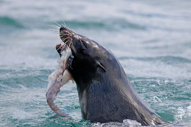 Dunedin Wildlife Cruise-Albatross, seals and harbour - Taiaroa Head by boat: where the albatross watching payoff happens