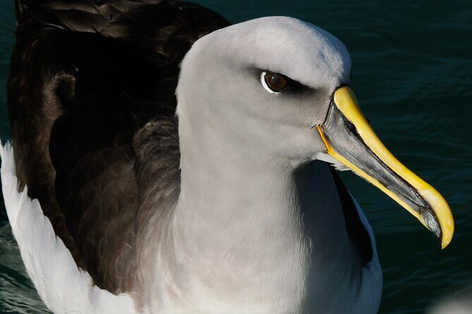 Dunedin Wildlife Cruise-Albatross, seals and harbour - The guide experience: live commentary that helps you spot faster