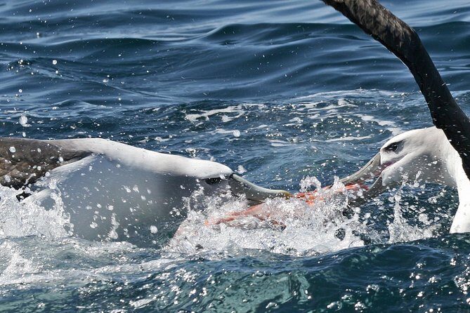 Dunedin Wildlife Cruise-Albatross, seals and harbour - Getting to the boat: Port Chalmers vs Portobello, and what you should plan