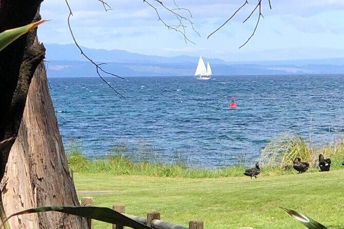 Eco Sailing Tour to Maori Rock Carvings on Lake Taupo - Swimming stops are great, but weather runs the show