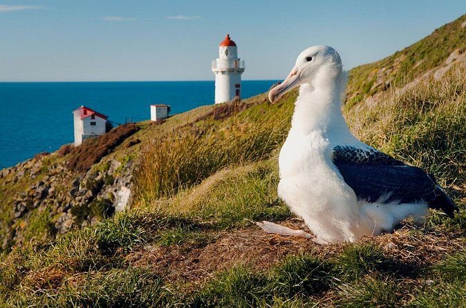 Explore Dunedin: Self-Guided Audio Tour Adventure - Price and value: does $13.99 make sense for Dunedin?