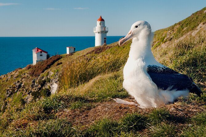Explore Dunedin: Self-Guided Audio Tour Adventure - Timing your day: how long should you really plan?