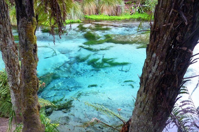 Explore The Lakes Tour - Hamurana Springs Nature Reserve: redwoods and clear water