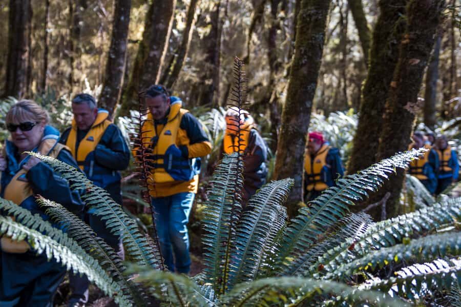 Fiordland: Jet Boat & Nature Walk Experience from Te Anau - Should you book this Te Anau jet boat and nature walk?