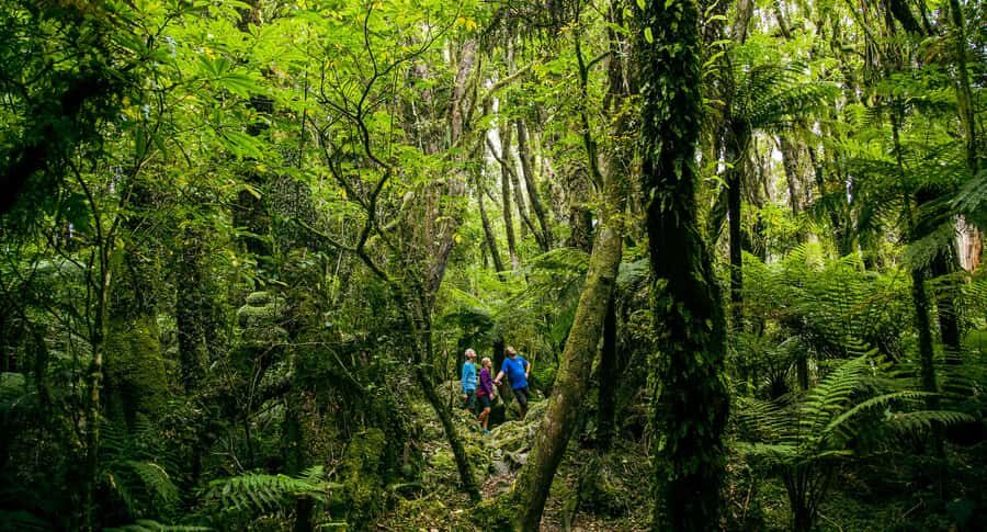 Fox Glacier: Half Day Walking & Nature Tour with Local Guide - Walking the Fox Glacier Valley: Gentle Climb, Real Forest, Big Views
