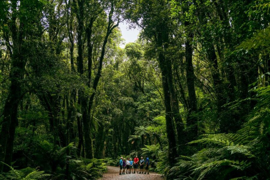 Fox Glacier: Half Day Walking & Nature Tour with Local Guide - What Your Guide Explains: Geology, Glaciation, and Thermology