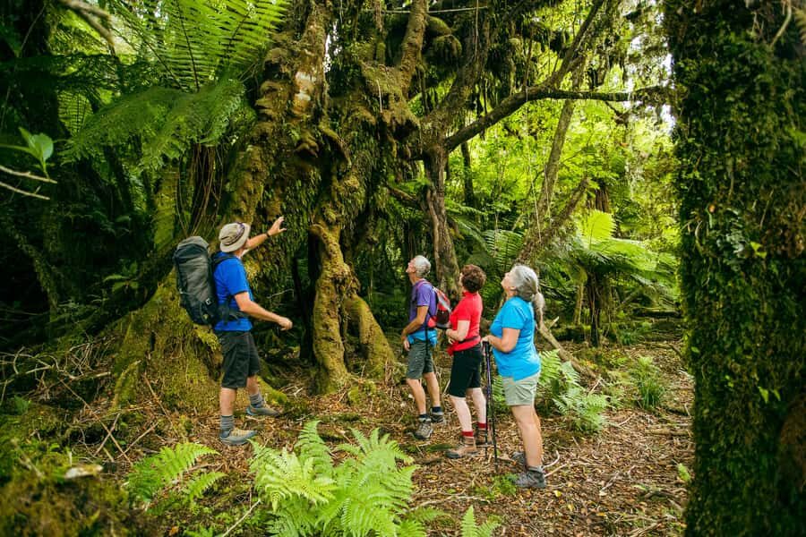 Fox Glacier: Half Day Walking & Nature Tour with Local Guide - Gear and Rules: How to Stay Comfortable and Keep the Walk Safe