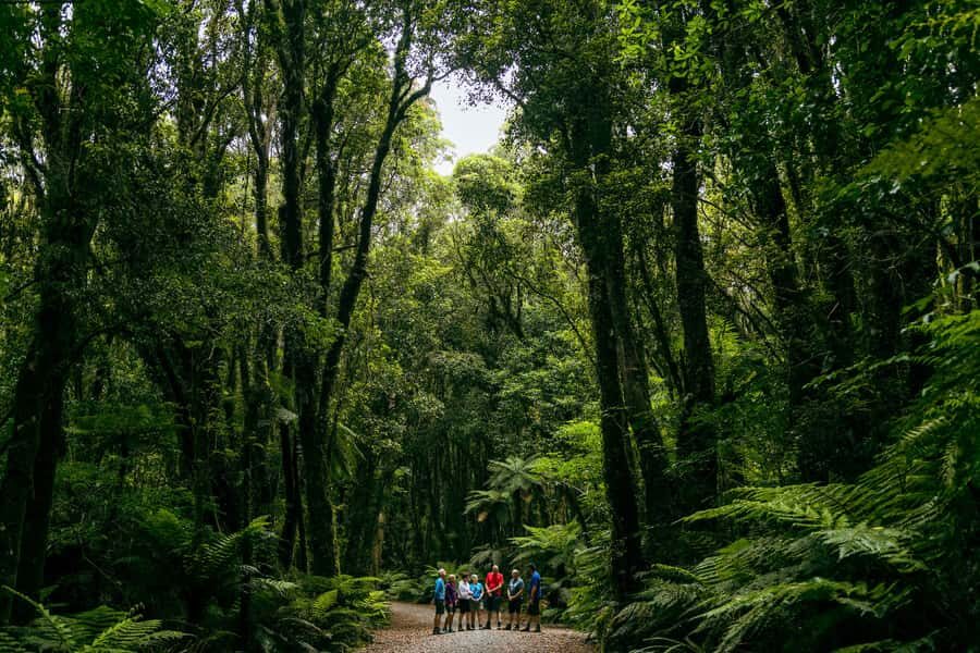 Fox Glacier: Half Day Walking & Nature Tour with Local Guide - How Off-Track Moments Can Happen (And Why They Aren’t Guaranteed)