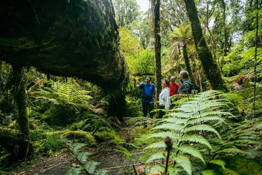 Fox Glacier: Half Day Walking & Nature Tour with Local Guide - Who Should Book This Tour (And Who Might Want Another Option)