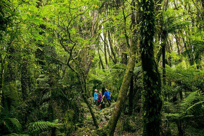 Fox Glacier Nature Tour - Key highlights that matter (not just nice-to-know)