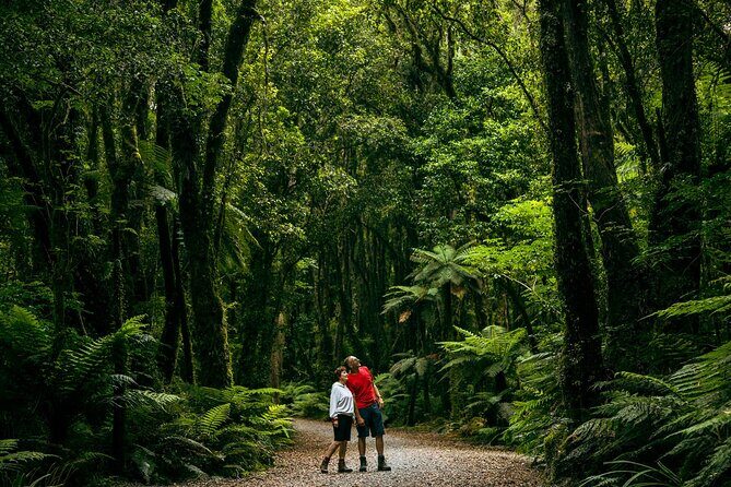 Fox Glacier Nature Tour - Getting started from Franz Josef (and why timing matters)