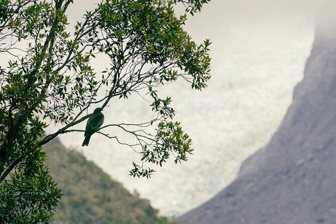 Fox Glacier Nature Tour - Terrain and pacing: casual enough, still worth bringing energy