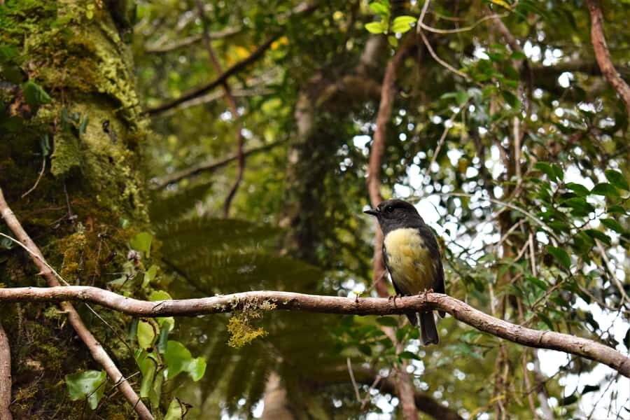 Franz Josef Glacier: 2.5-Hour Lake Mapourika Cruise and Walk - Weather reality: rain or shine, and why that can be a plus