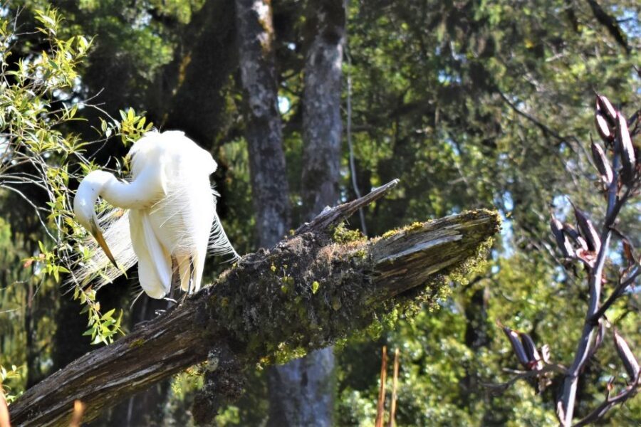 Franz Josef Glacier: 2-Hour Scenic Lake Mapourika Cruise - Okarito Kiwi Sanctuary: native birds and your best spotting approach