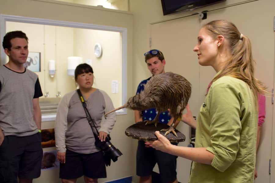 Franz Josef: Kiwi VIP Backstage Pass Tour -Booking Essential - Tuatara Encounter: an ancient reptile visit that stays indoors