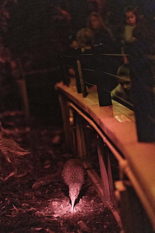 Franz Josef: West Coast Wildlife Centre Entry Ticket -48 hrs - Quick, useful highlights