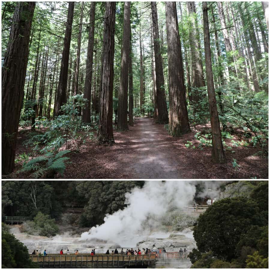 From Auckland: Day Trip to Rotorua with Optional extras - Te Puia and the hangi lunch that anchors the day