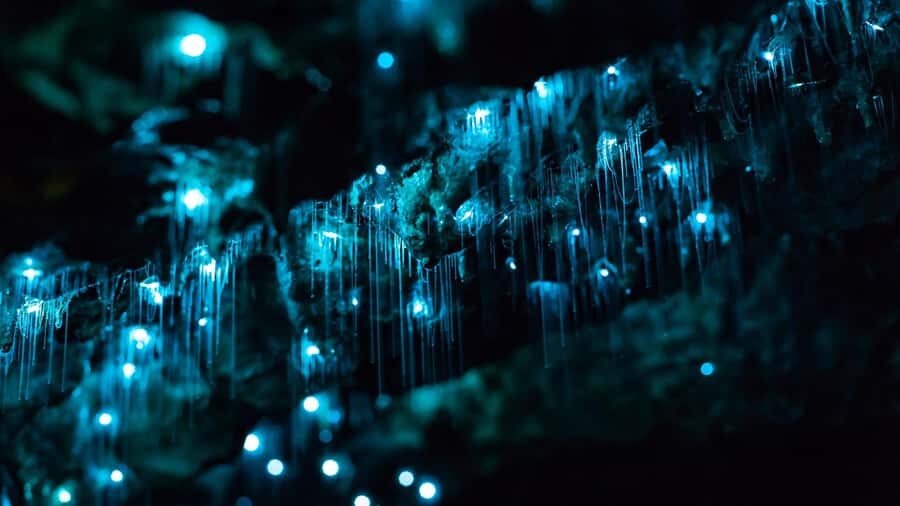From Auckland: Day Trip to Waitomo Glow Worm Caves - The Waitomo Glowworm Cave Tour: How the Cave Story Actually Comes Alive