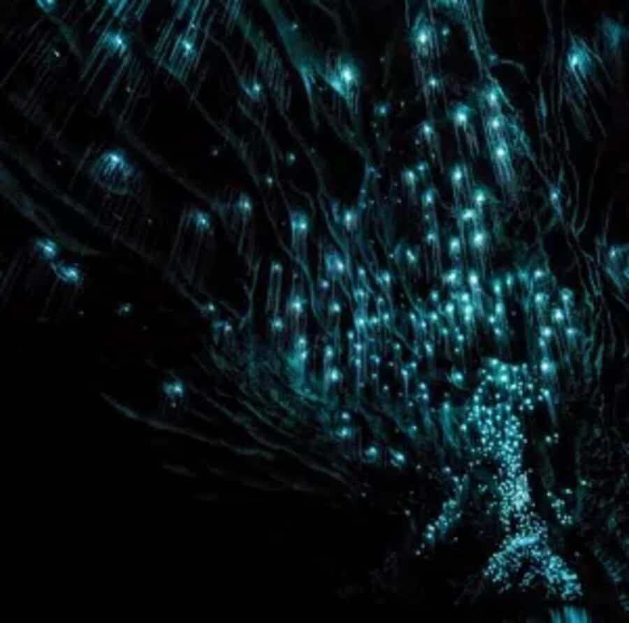 From Auckland: Day Trip to Waitomo Glow Worm Caves - Price and Logistics: Why $166 Can Feel Fair