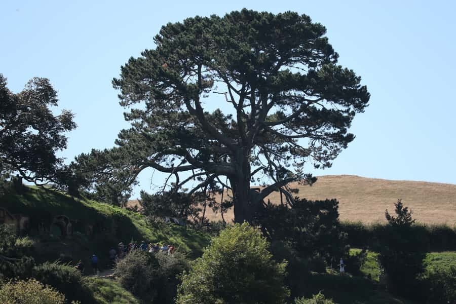 From Auckland: Hobbiton Afternoon Tour - Included vs not included: how to avoid surprises