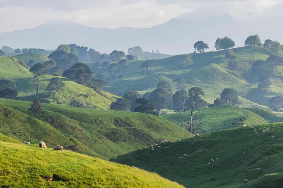 From Auckland: Hobbiton Movie Set Day Tour with Picnic Lunch - Picnic lunch at the viewpoint: easy food, good photo timing