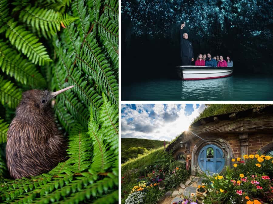 From Auckland: Hobbiton, Waitomo Caves & Kiwi House Tour - A 12-Hour Auckland-to-Waikato Day That Moves (In a Good Way)