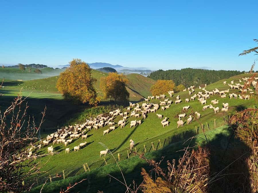 From: Auckland: Rotorua via Hobbiton Tour One Way Tour - Alexander family sheep farm and Shire’s Rest: the start of the Middle-earth feeling