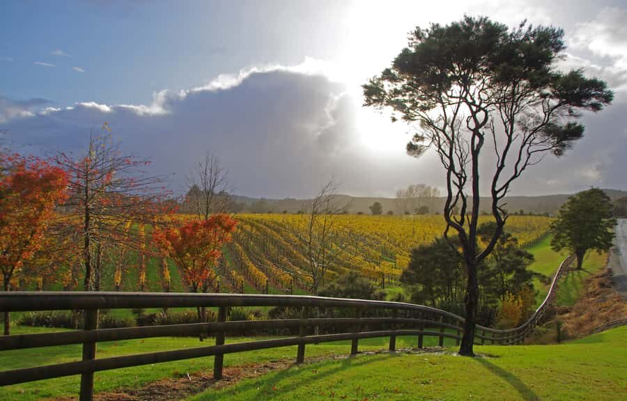 From Auckland: Small Group Kumeu Wine Tour with Lunch - Key Things to Know Before You Go