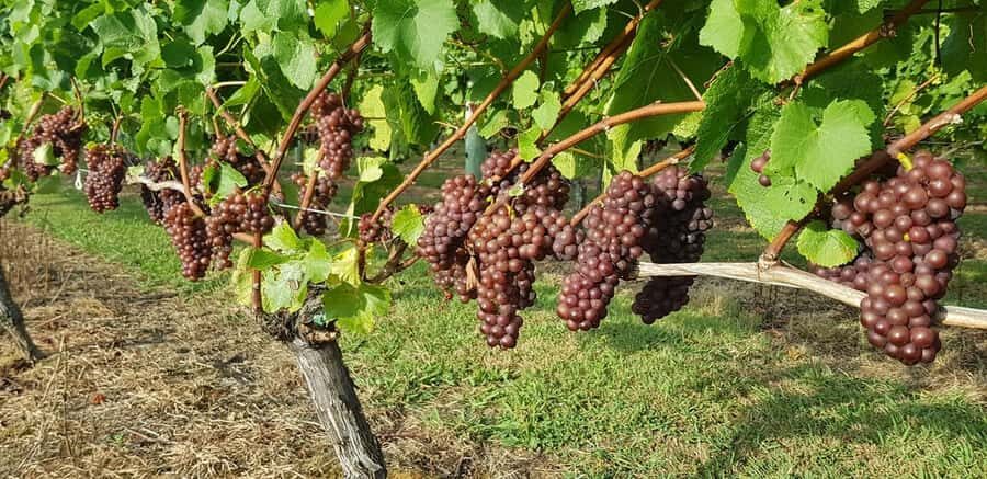From Auckland: Small Group Kumeu Wine Tour with Lunch - Kumeu Wine Country: A Vine-Country Story from the 1930s