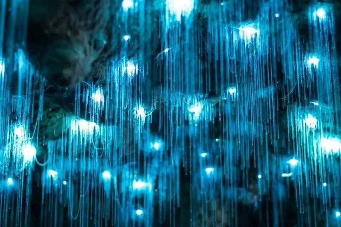 From Auckland: Spellbound, Waitomo Glowworm Cave Small Group Tour - Who should book this glowworm cave day trip