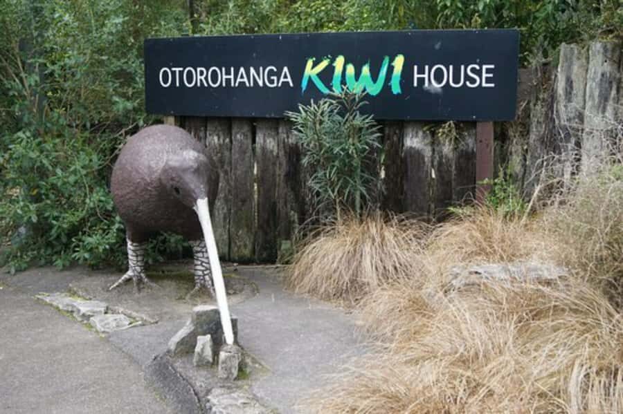 From Auckland: Waitomo Caves and Kiwi House Group Tour - What to bring, and who this tour suits (or doesn’t)