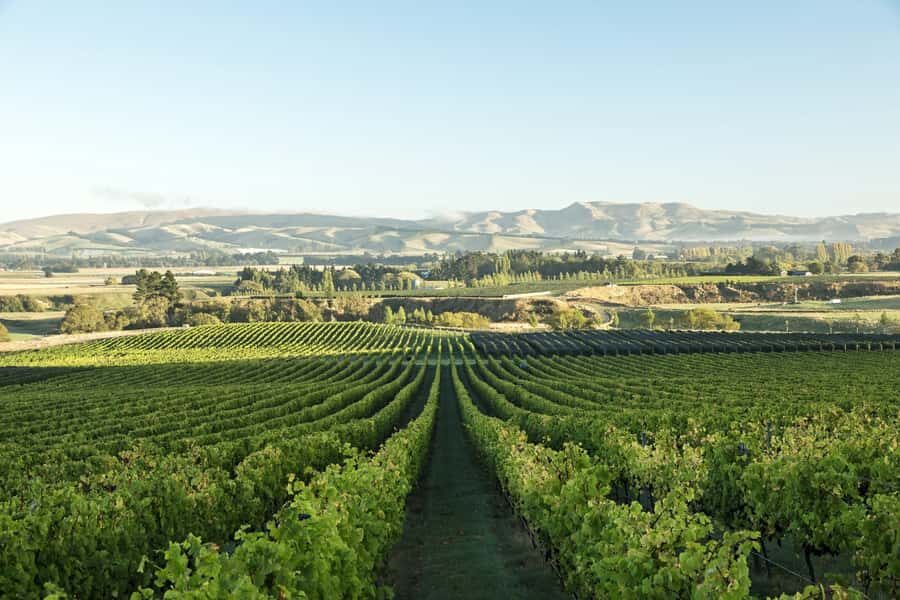 From Christchurch: Guided Local Wine Tours in Waipara - Waipara Valley: a short drive from Christchurch, built for serious wine
