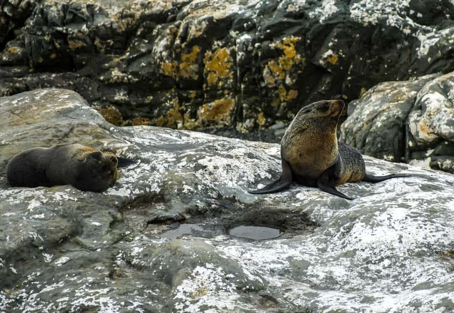From Christchurch: Kaikōura Day Tour With Dolphin Encounter - Cheviot and the Kaikōura arrival: quick breaks, then focus time
