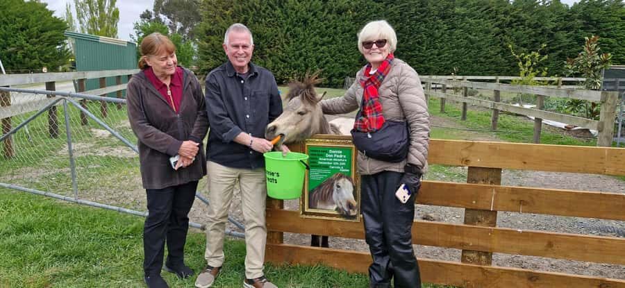 From Christchurch: Sheep Farm Experience with Lunch & Winery - Key highlights you’ll actually care about