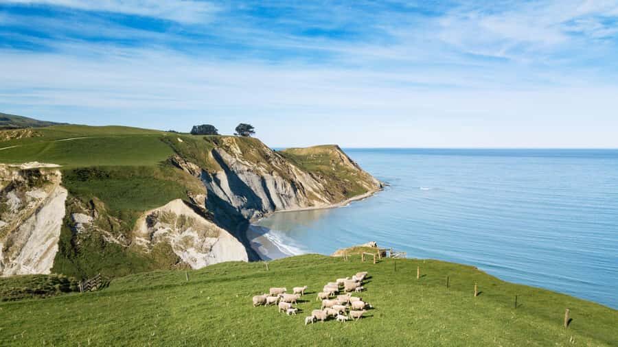 From Christchurch: Sheep Farm Experience with Lunch & Winery - Shearing show + sheep, dogs, and wool you can feel