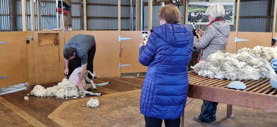 From Christchurch: Sheep Farm Experience with Lunch & Winery - Getting back to Christchurch: a quick city loop with the essentials