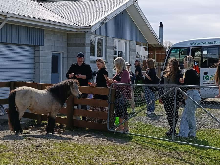 From Christchurch: Sheep Farm Experience with Lunch & Winery - Meeting James Hoban and getting the farming context