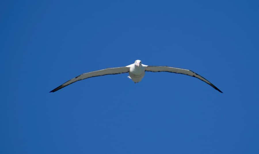 From Dunedin: City, Otago Peninsula & Albatross Guided Tour - Key highlights that matter