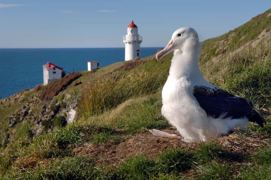 From Dunedin: City, Otago Peninsula & Albatross Guided Tour - Otago Peninsula by road: Highcliff Road viewpoints you’ll want to keep re-checking